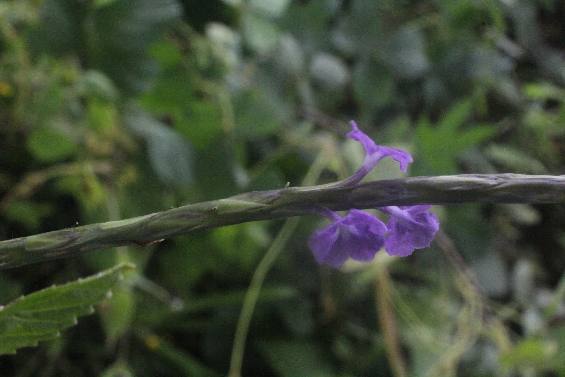 Stachytarpheta 2