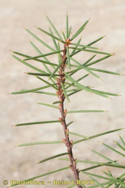 Hakea sericea 19