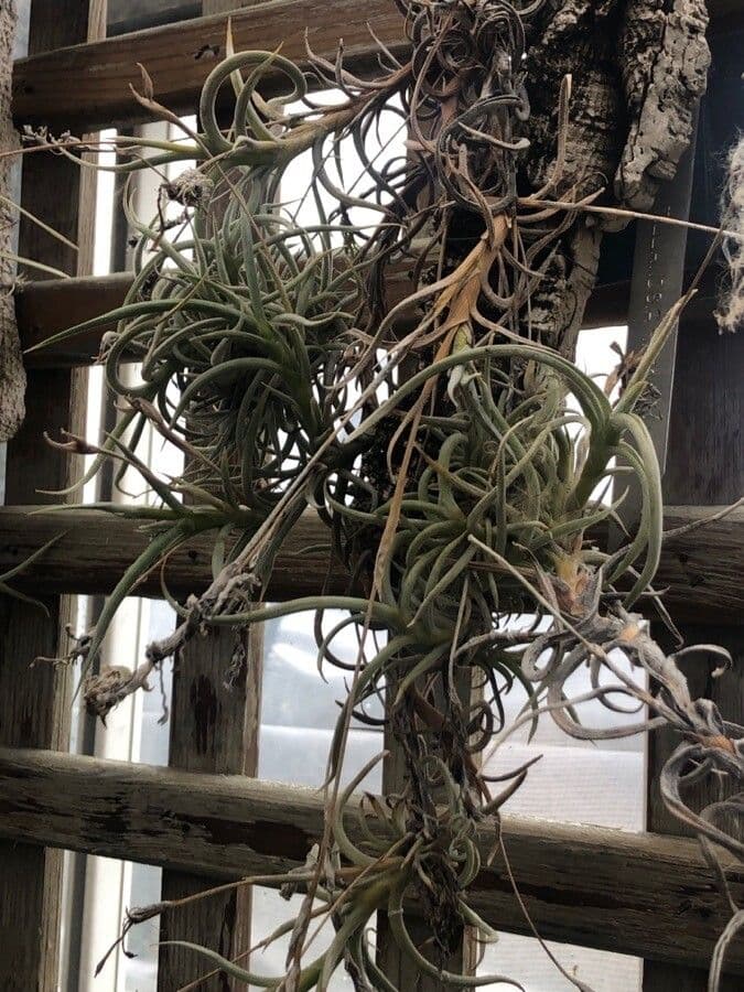 Tillandsia