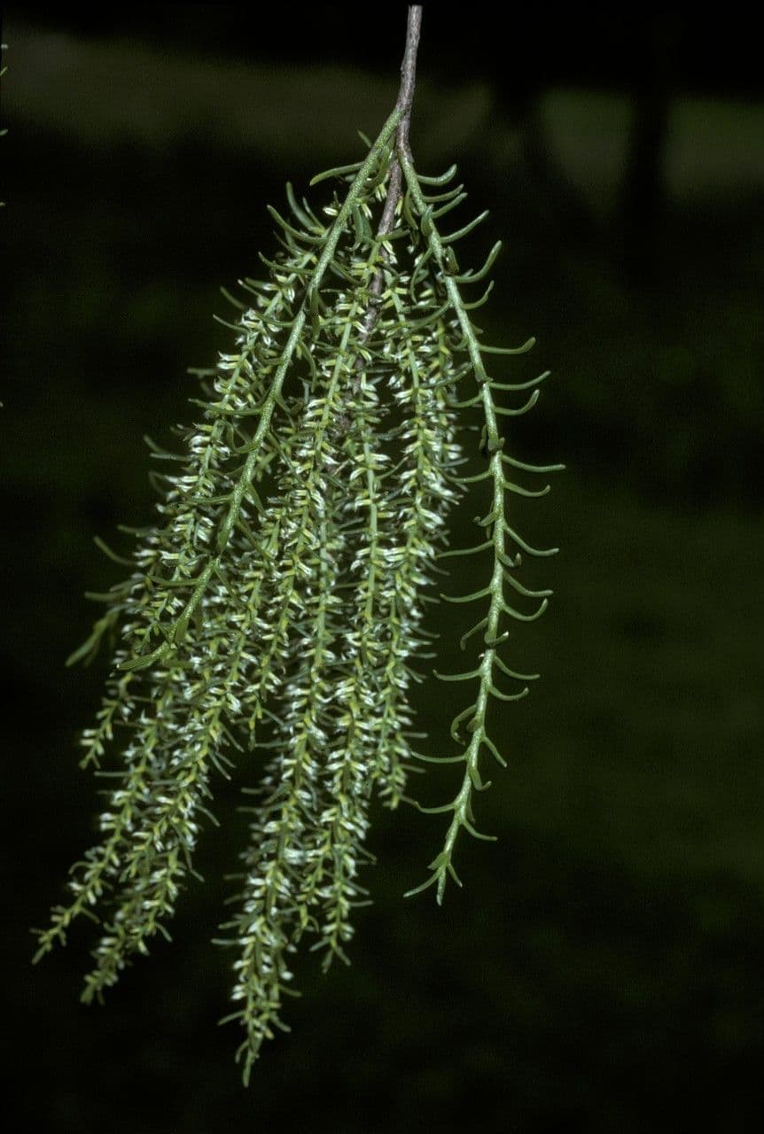 Misodendrum 8