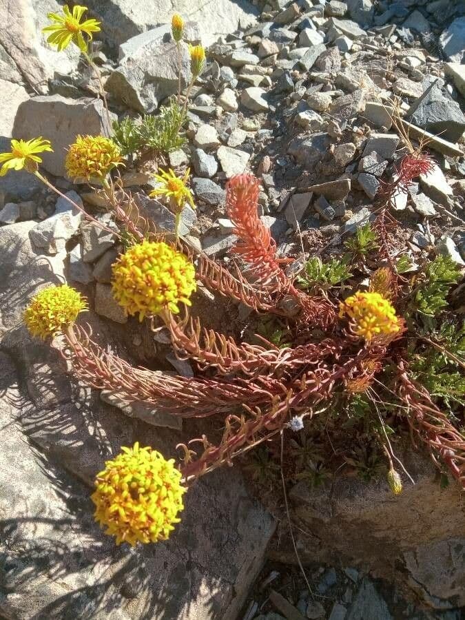 Quinchamalium 2