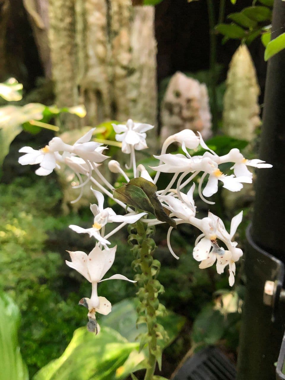 Calanthe 7
