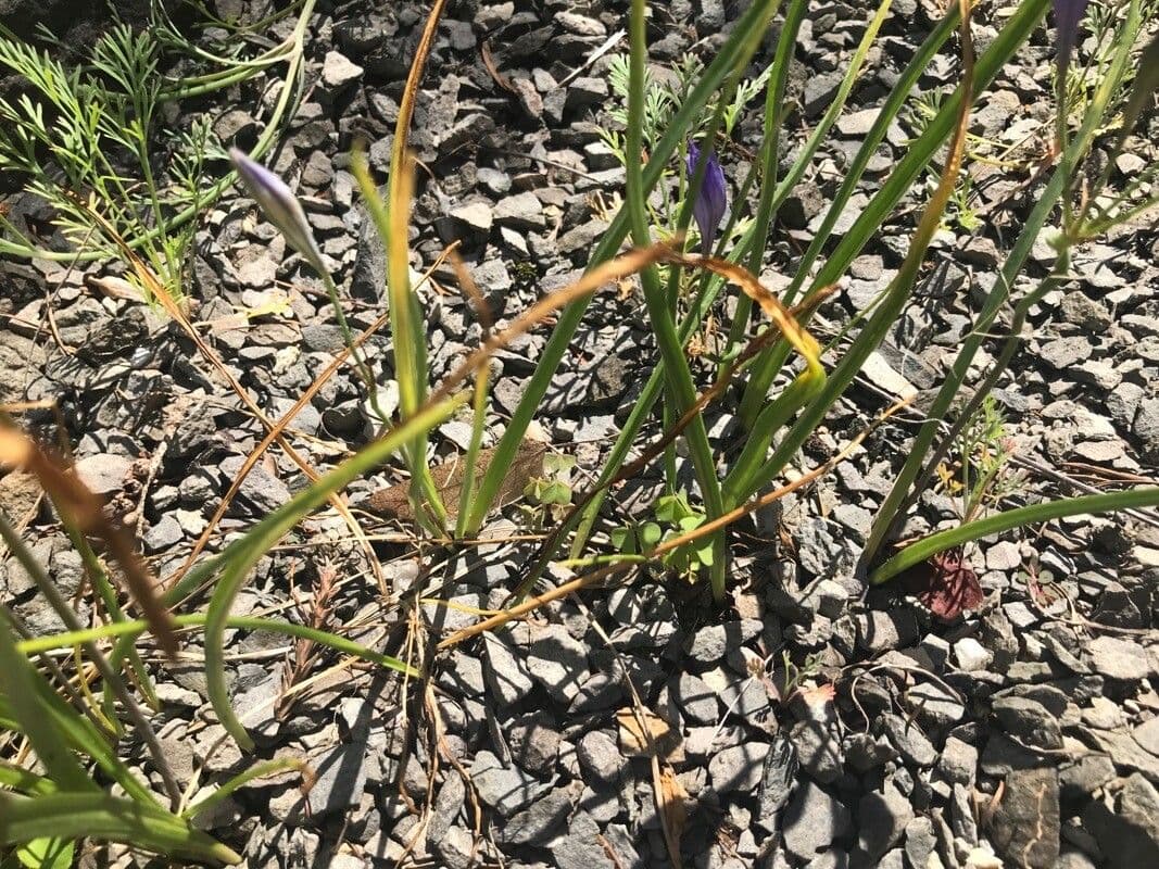 Brodiaea kalifornská 6