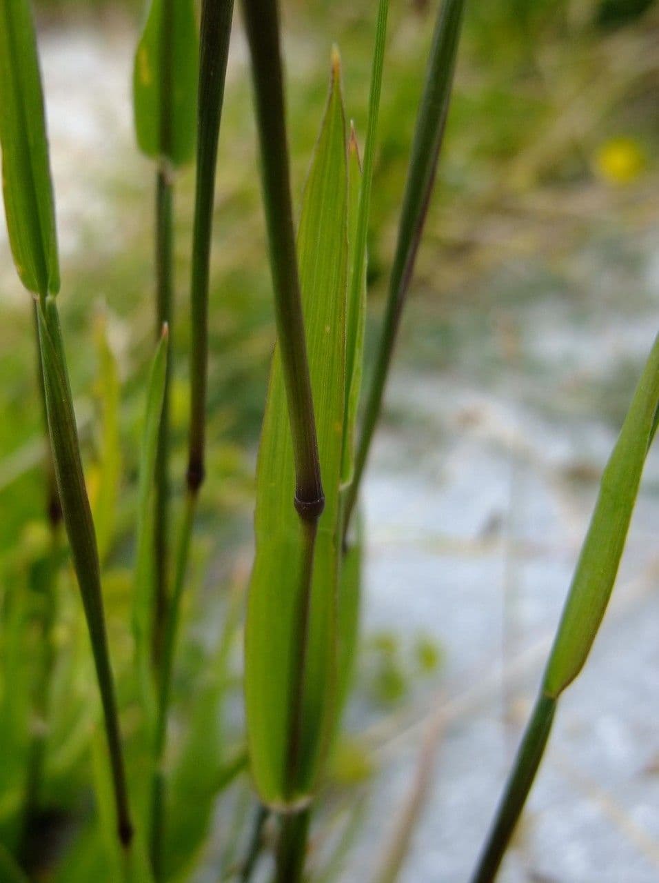 Codolina alpina 23