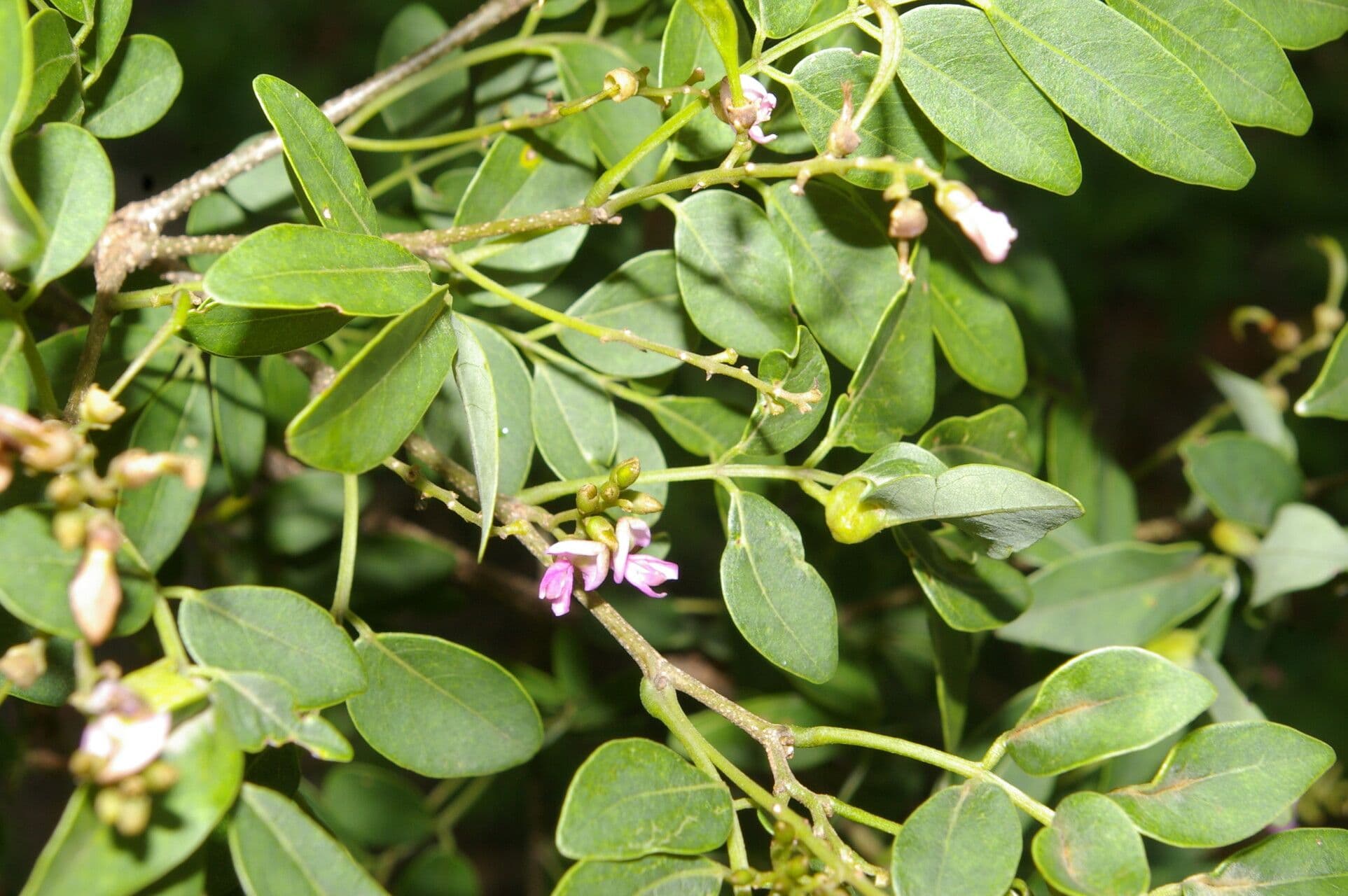 Lonchocarpus lanceolato 5