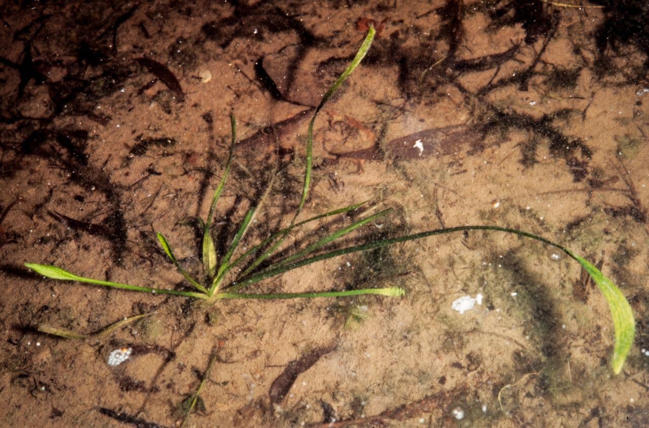 Alisma gramineo 10