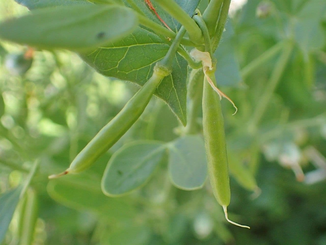 Zygofyl 23