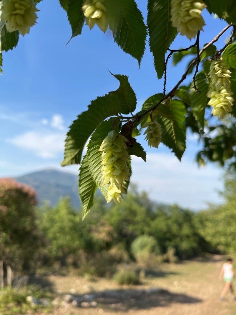 Carpinus japonica 6