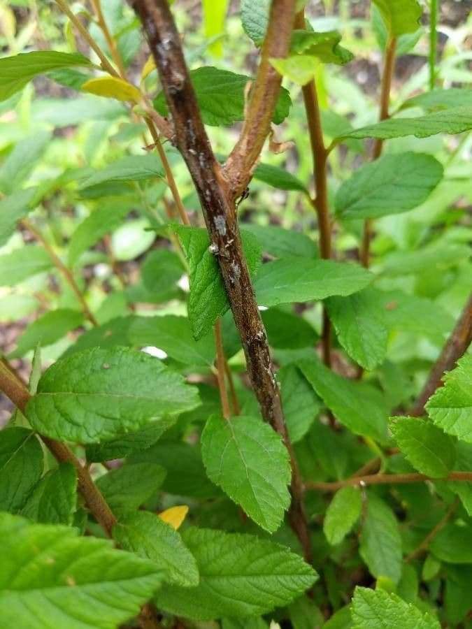 Brestovec kalinolistý 23