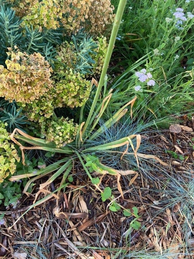 Eremurus 11