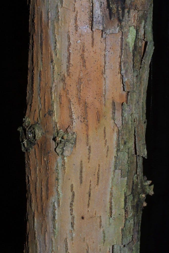 Sideroxylon 14