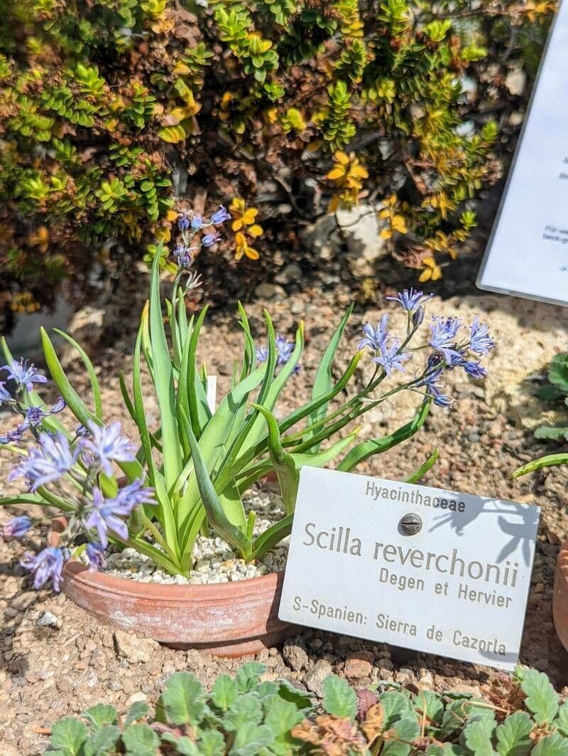 Hyacinthoides 3
