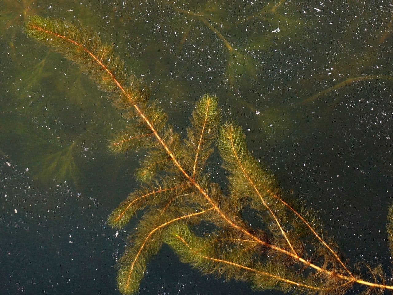 Wechselblütiges Tausendblatt 6