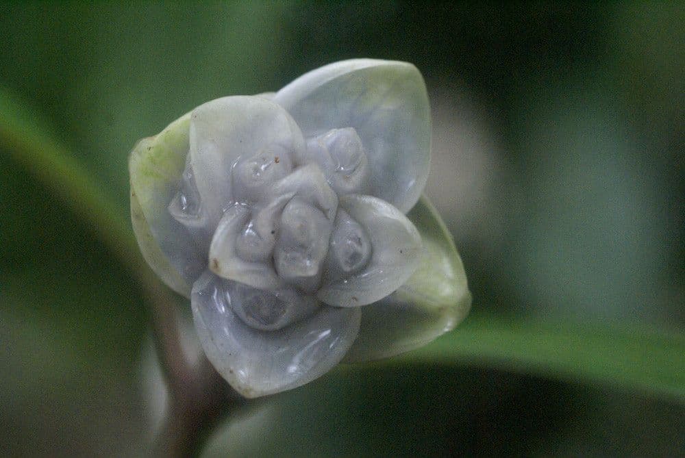 Psychotria 8