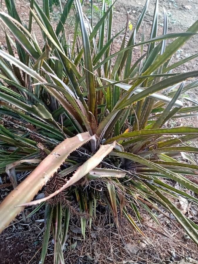 Dyckia 2