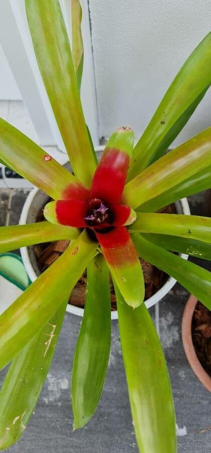 Bromelia arrossata 13