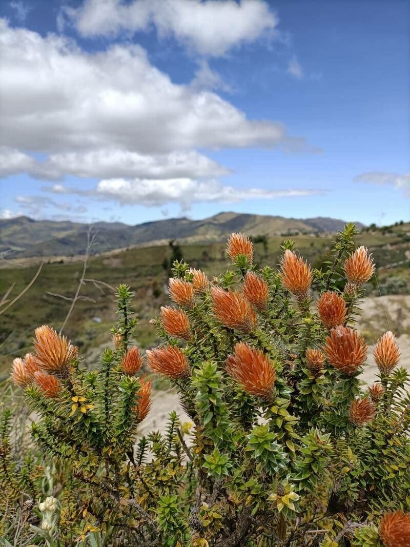Chuquiraga jussieui