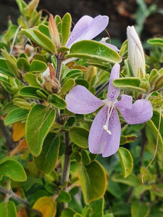 Barleria 5