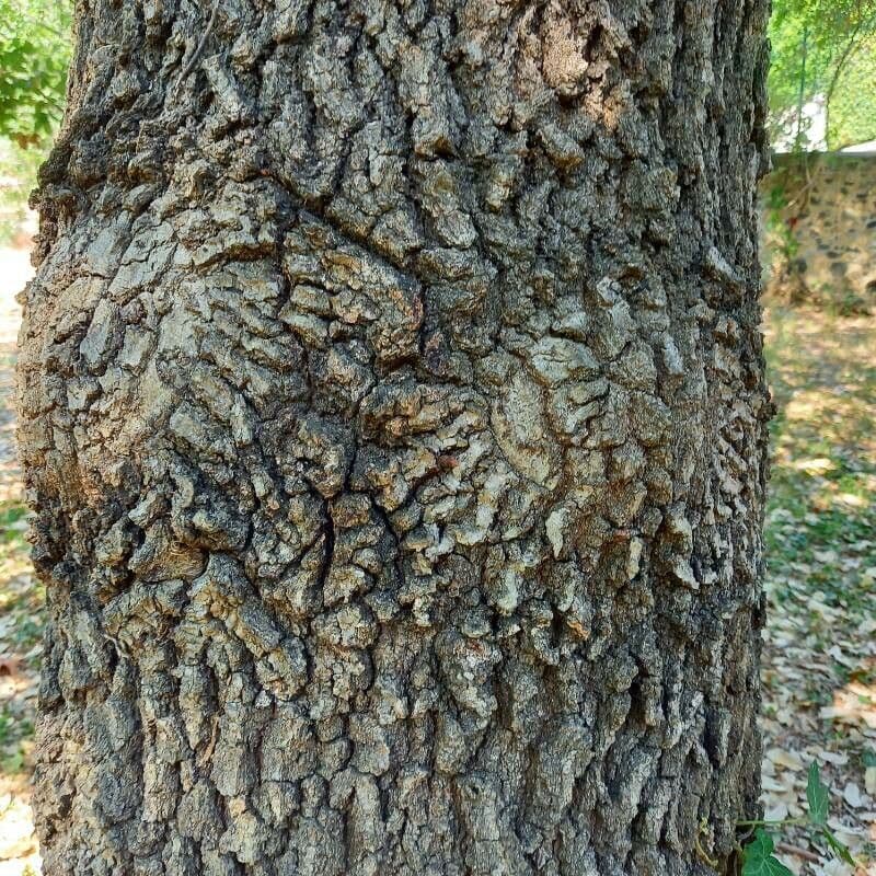 Quercia di Aleppo 13