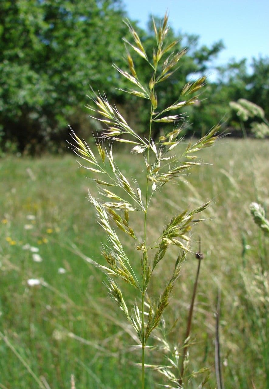 Triseto giallastro 8