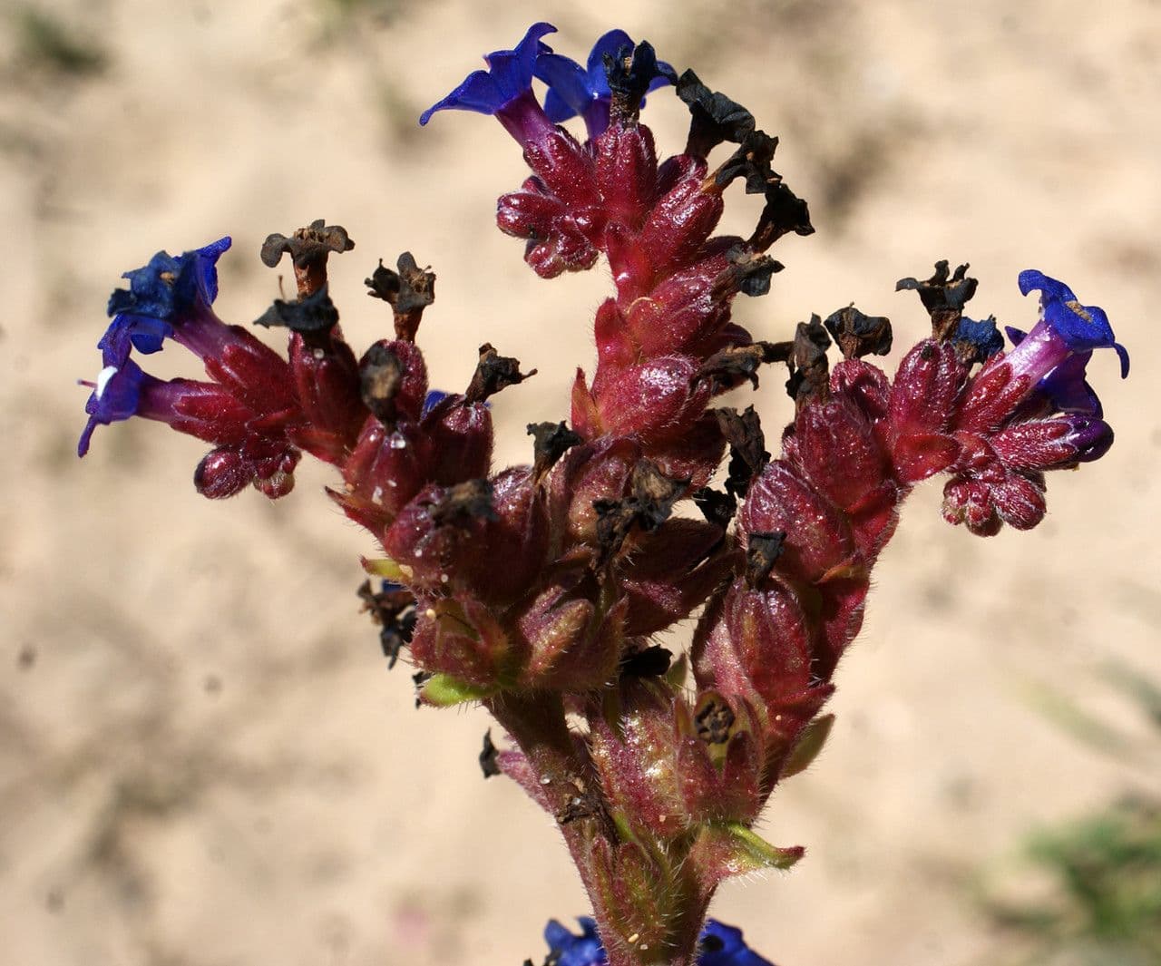 Anchusa 10