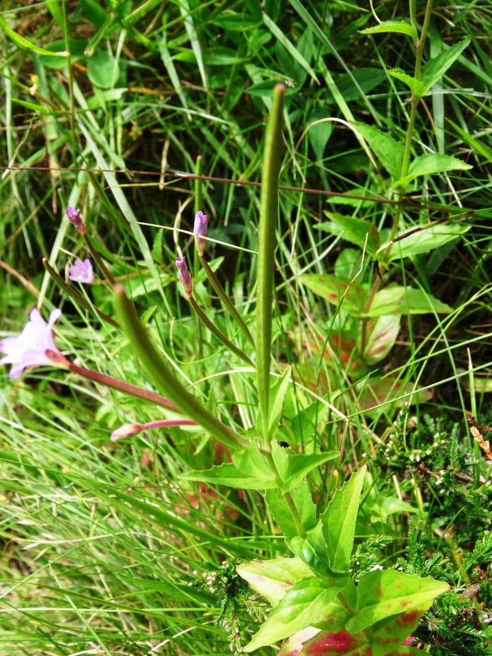 Epilobium 3