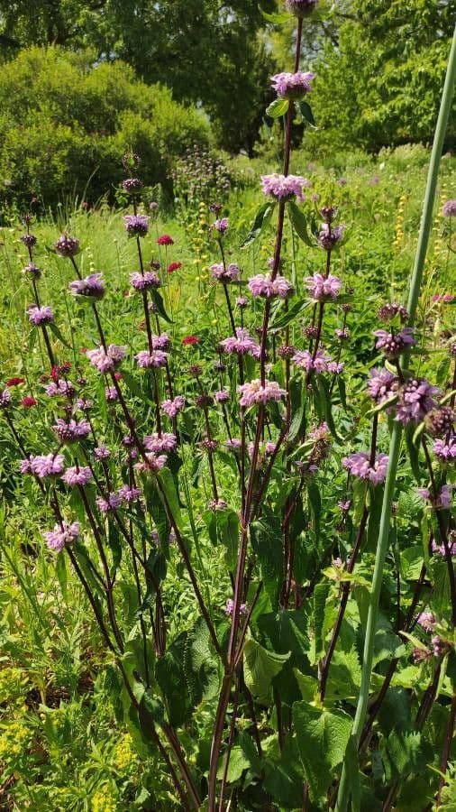 Phlomoides 4