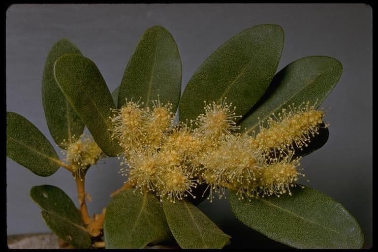 Chrysolepis sempervirens 10