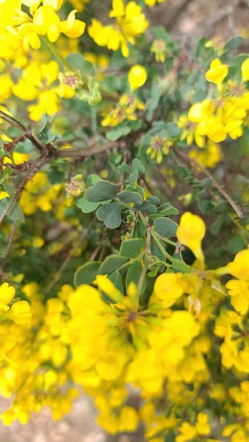 Coronilla coronata 18