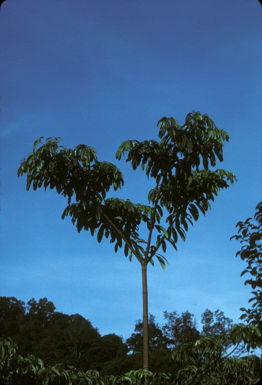Alstonia 3