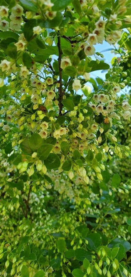 Farkleberry 6