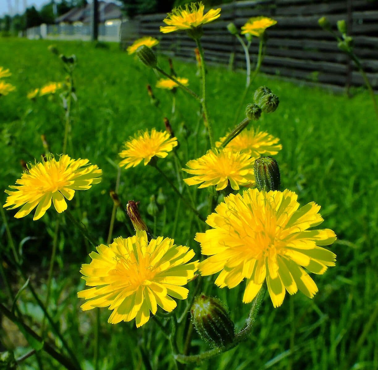 Pilosella caespitosa 6