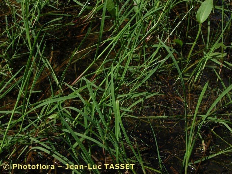 Faltiges Schwaden 19
