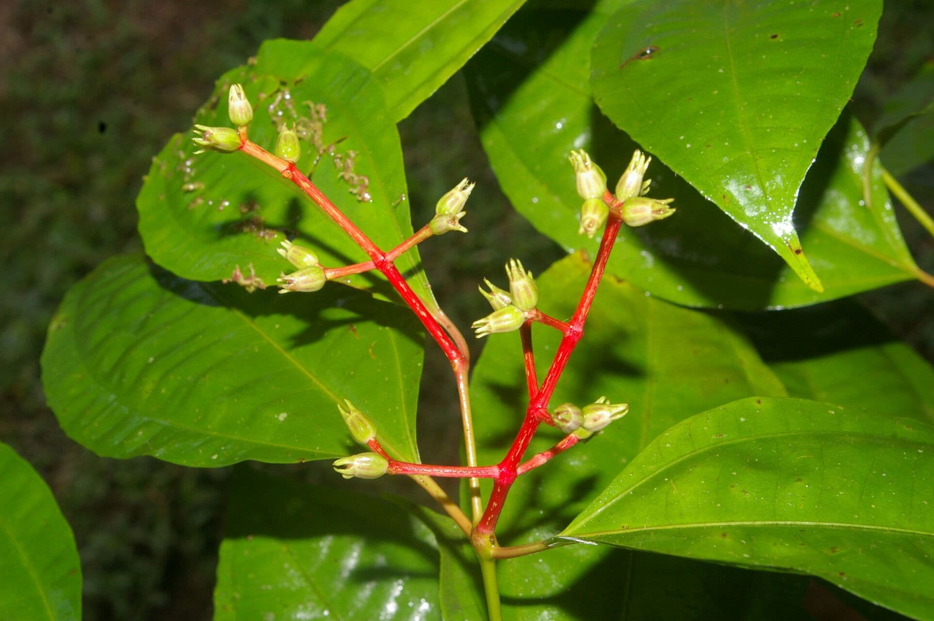 Miconia 10