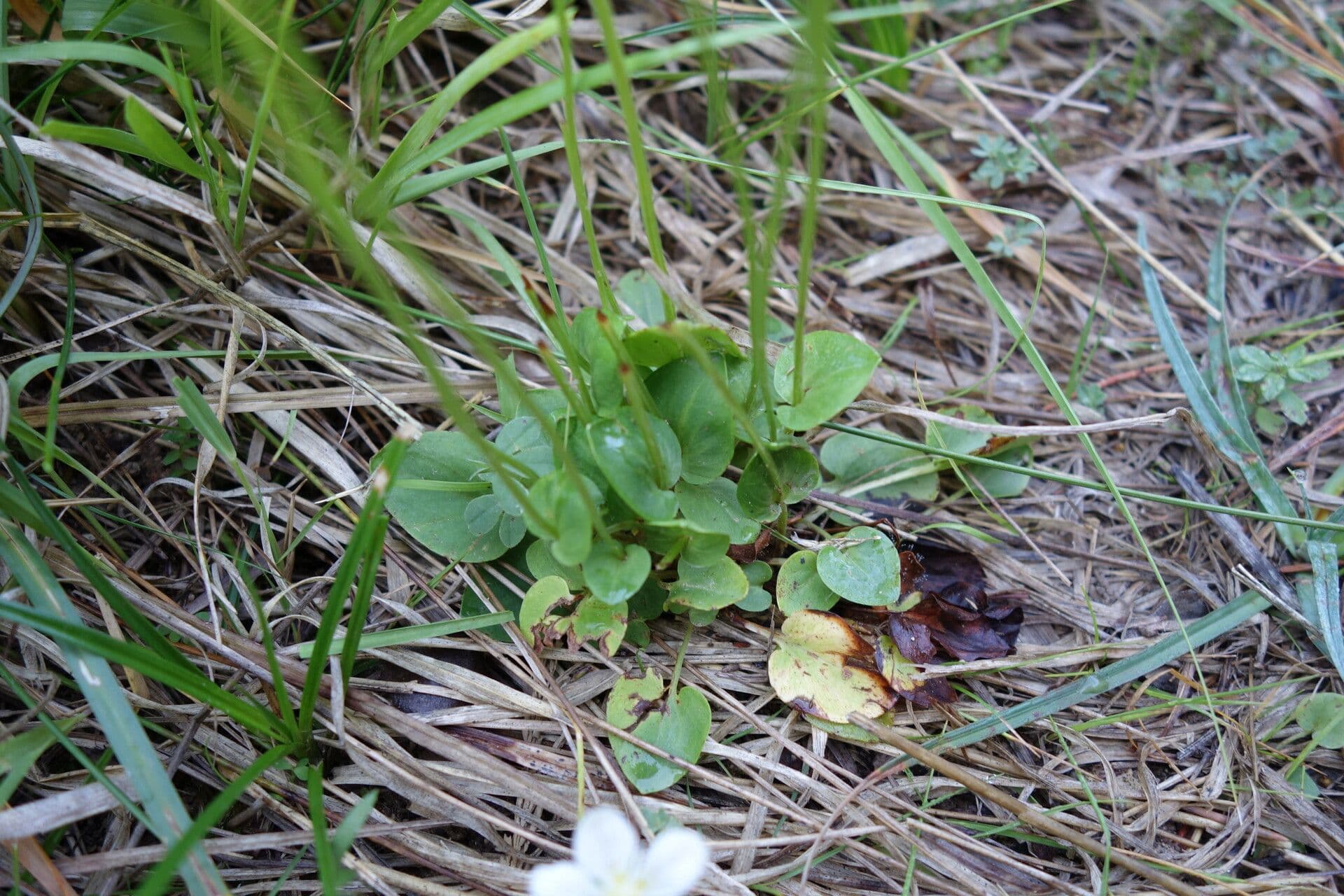 Parnassia 20