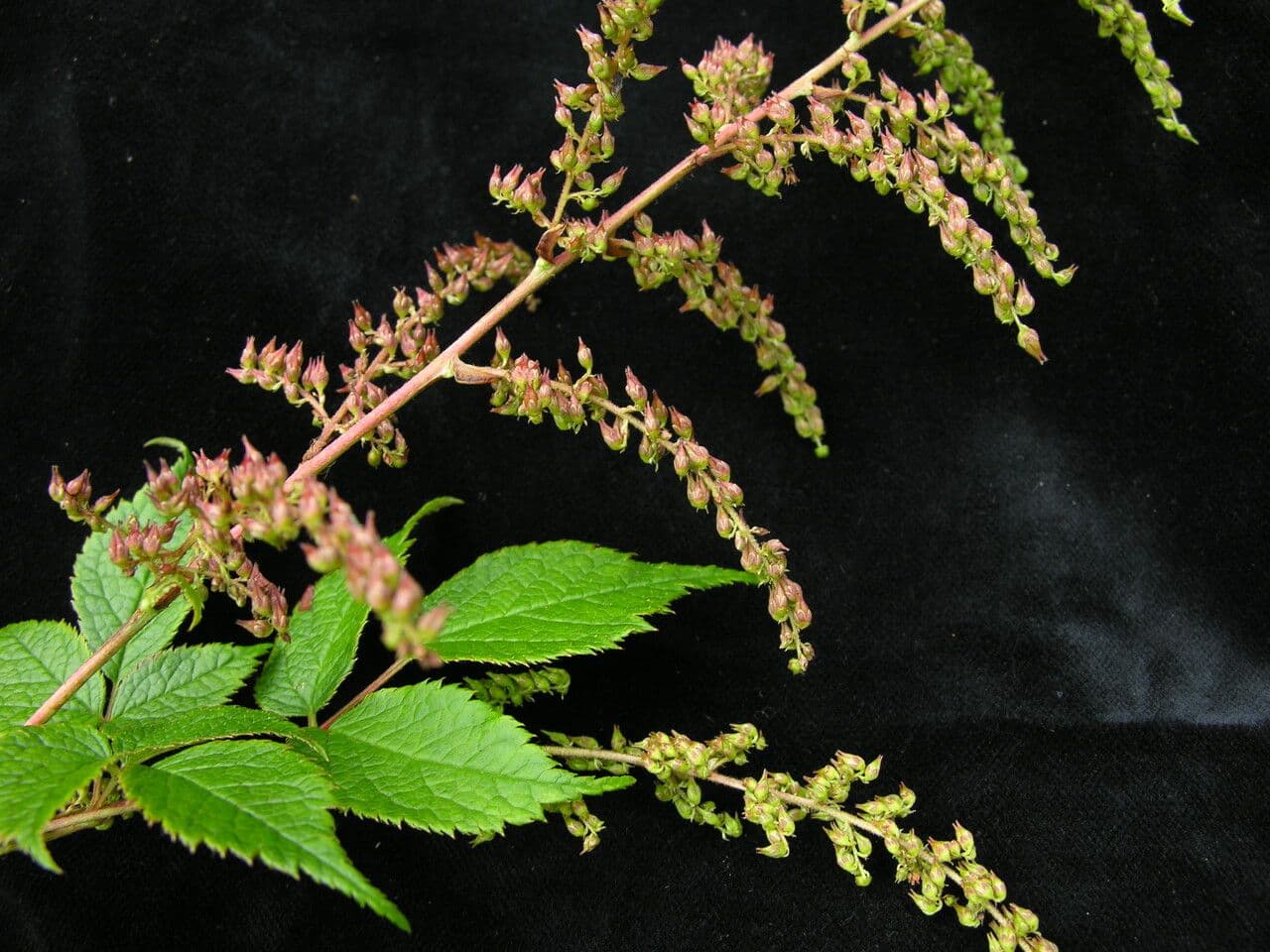 Spirea falsa alta 3