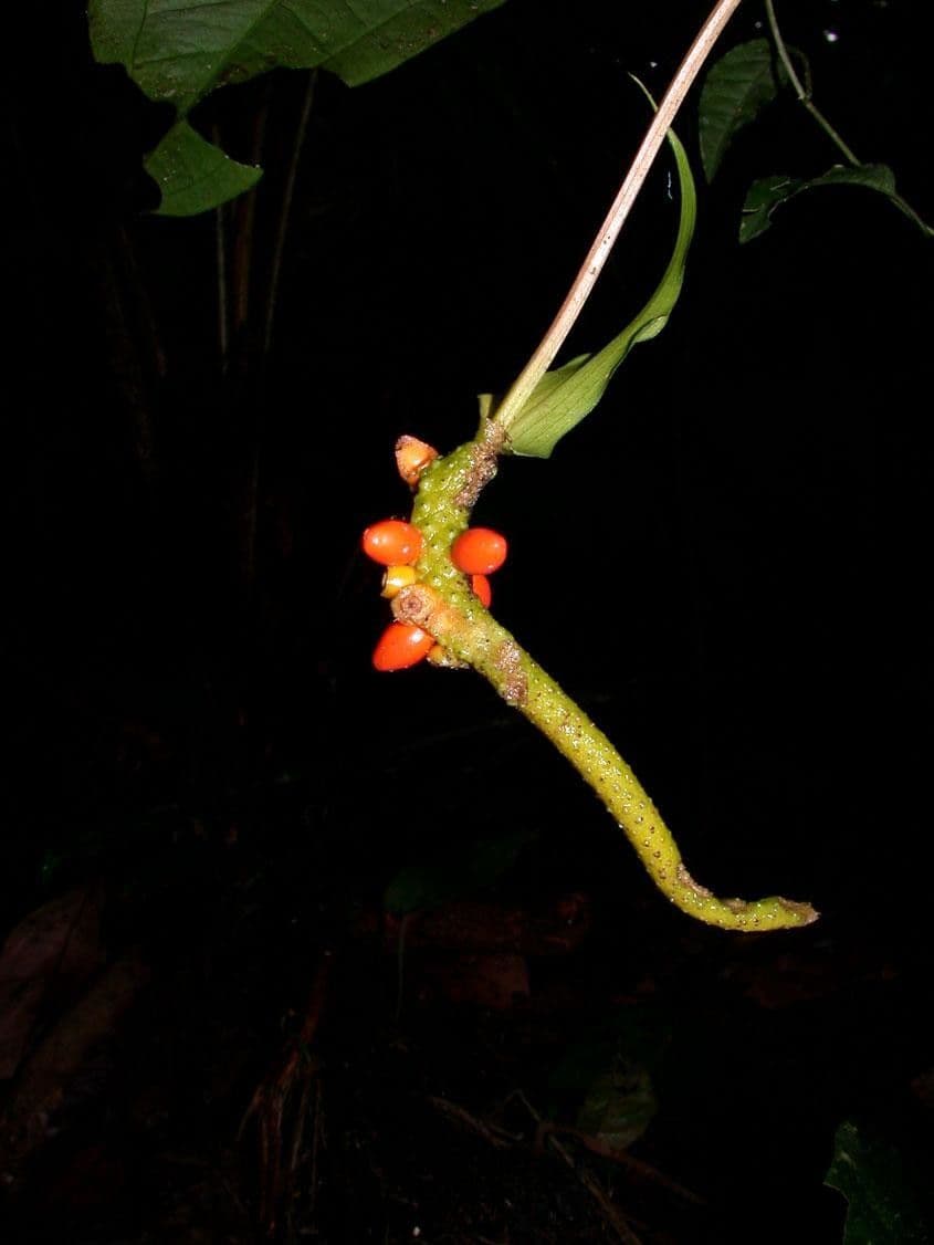 Anthurium 4
