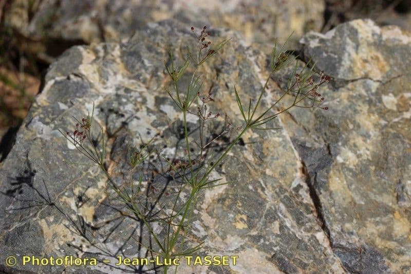 Rubiacea