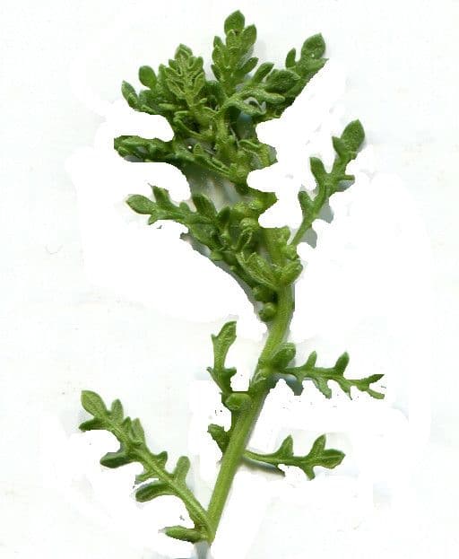 Chénopode multifide 17