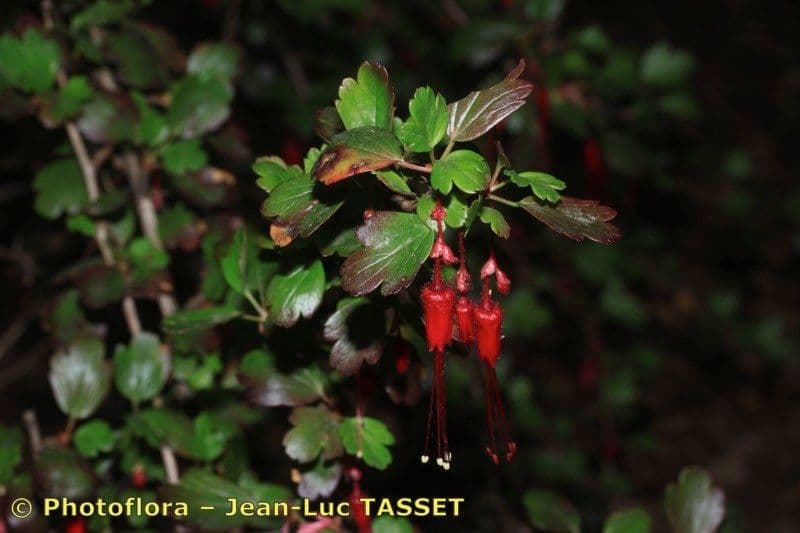 Fuchsiöse johannisbeere 28