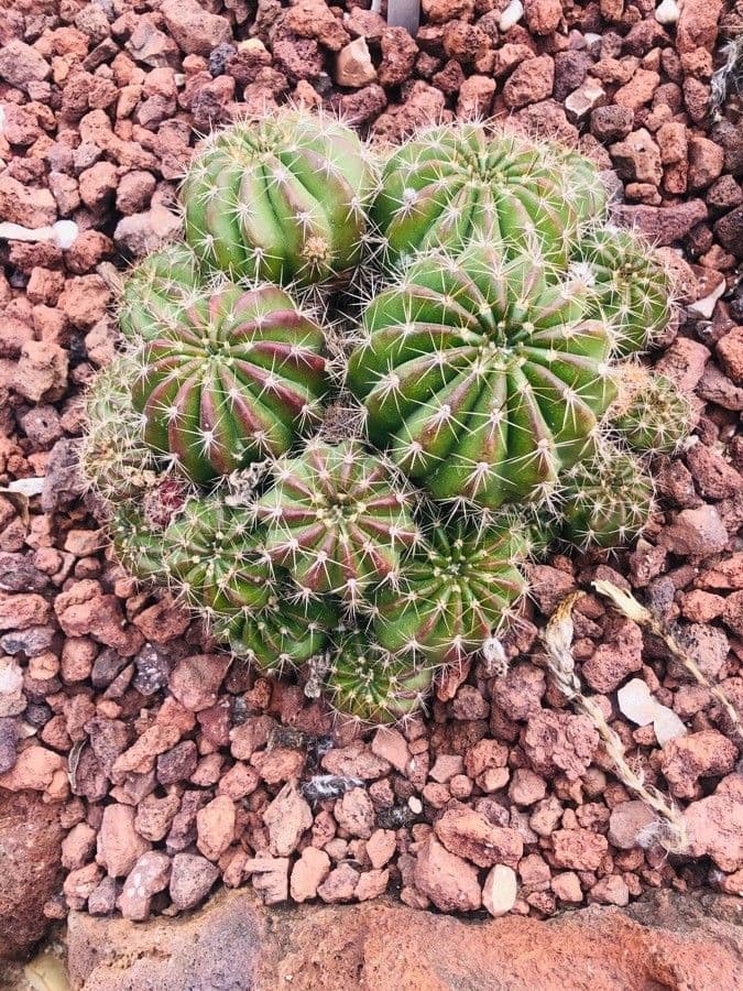 Cactus riccio