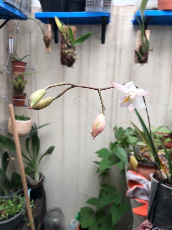 Orchidea 2