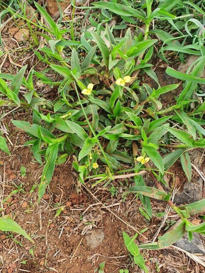 Commelina 6