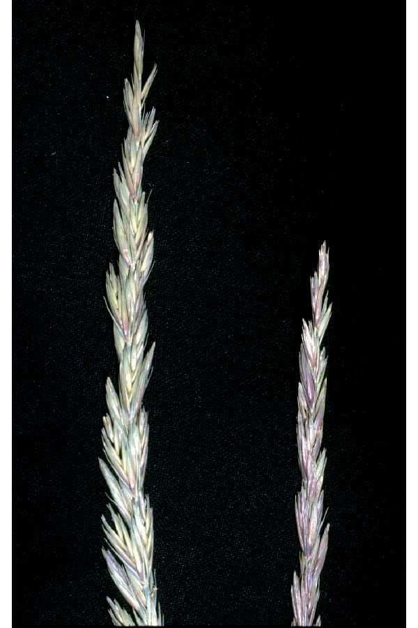 Leymus triticoides