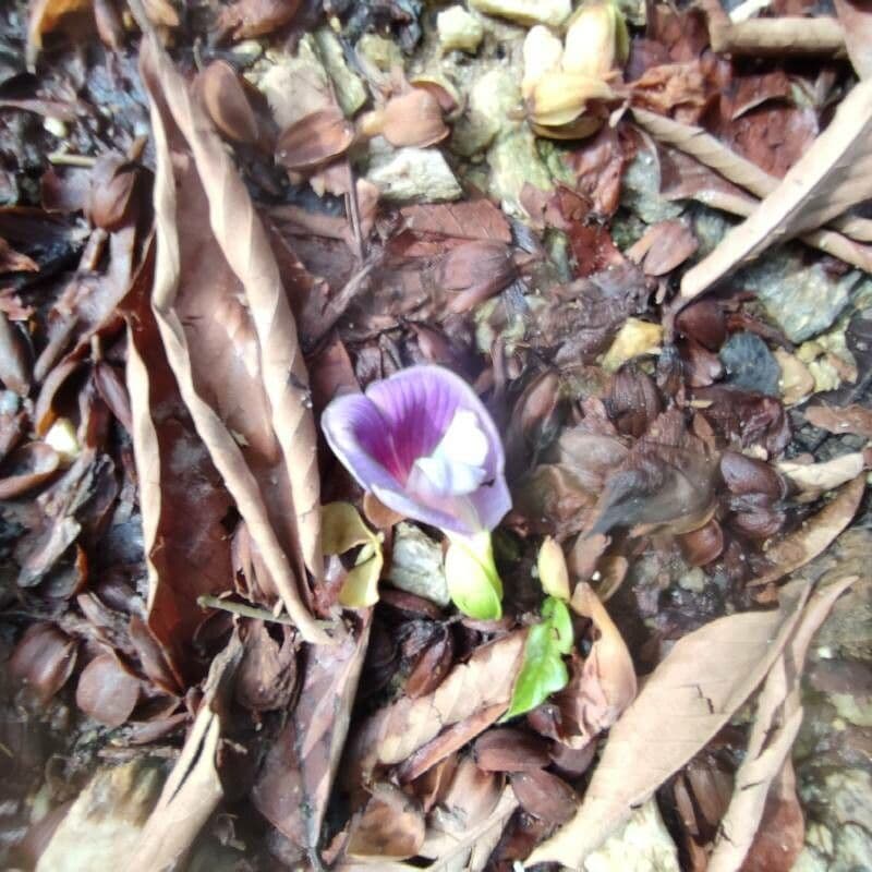 Clitoria fairchildiana 9