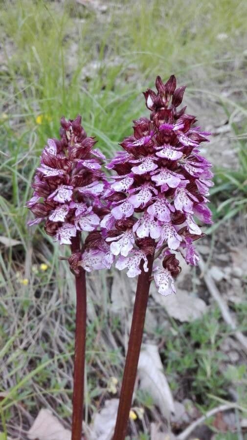 Orchide maggiore 9