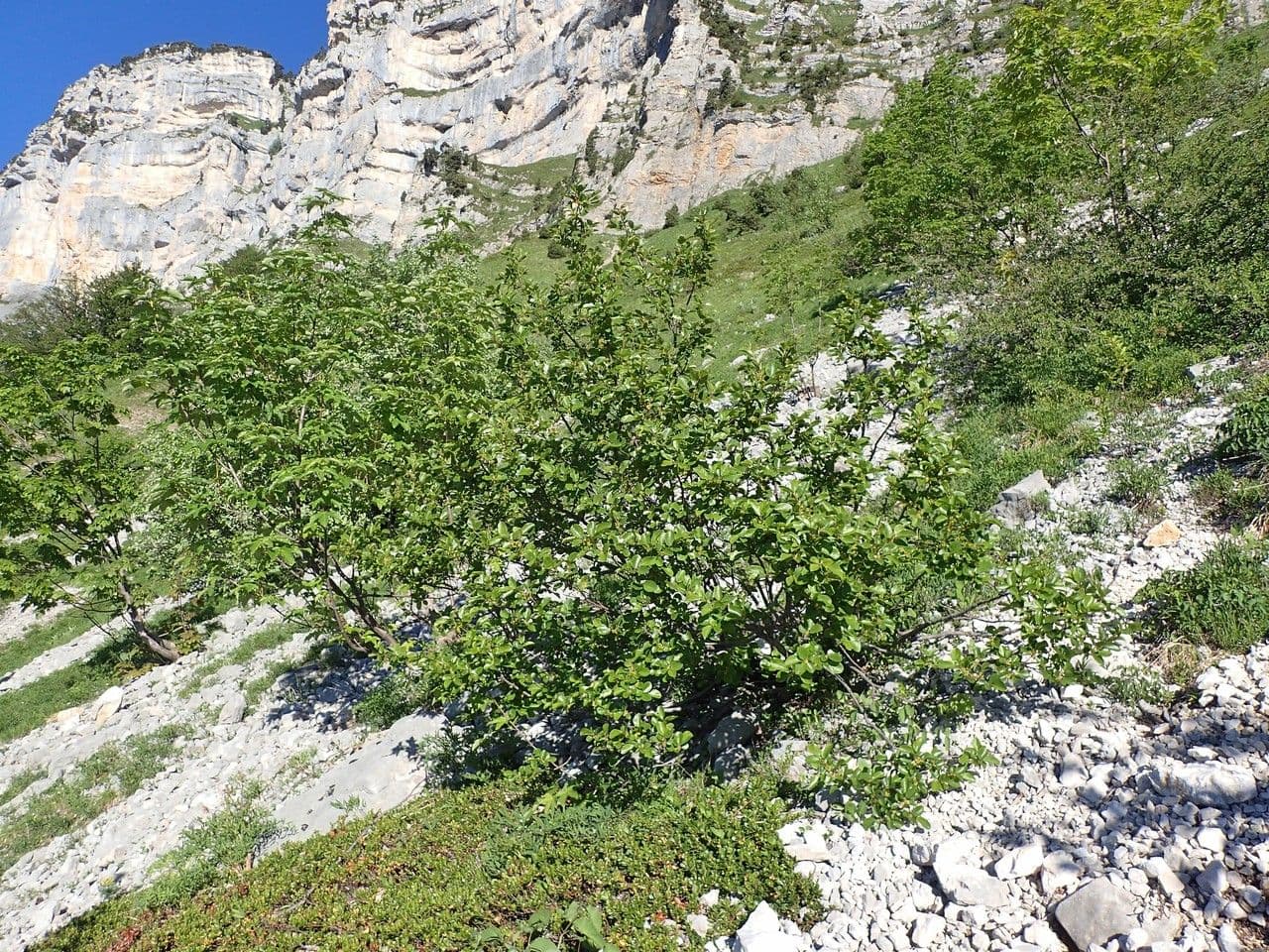 Řešetlák alpský 11