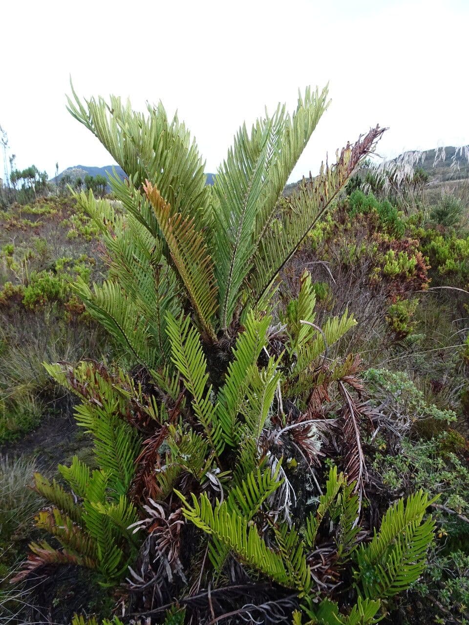 Blechnum 3