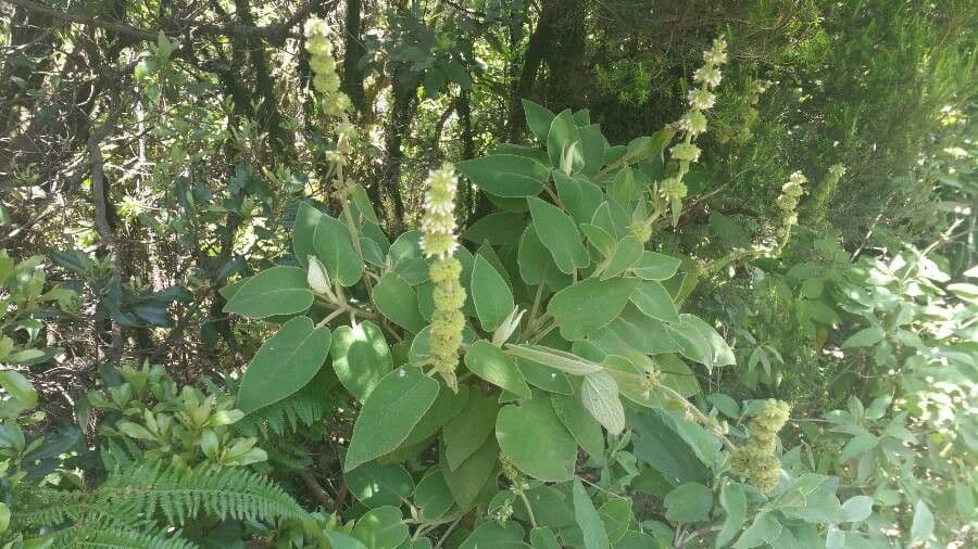 Sideritis 17