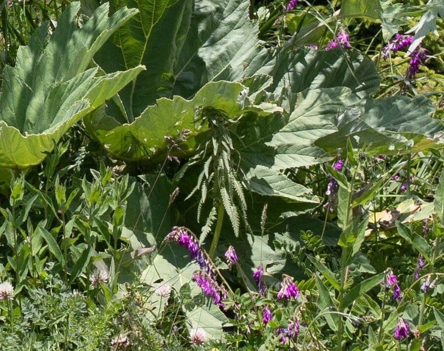 Pedicularis